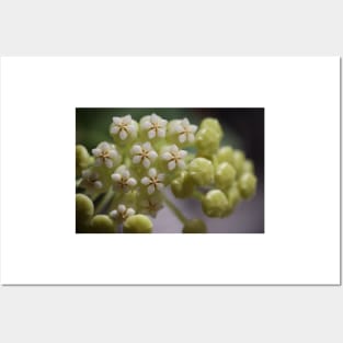 Hoya Pachyclada Flowers and Buds Posters and Art
